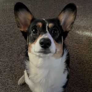 Meet your Posher, Jaylen